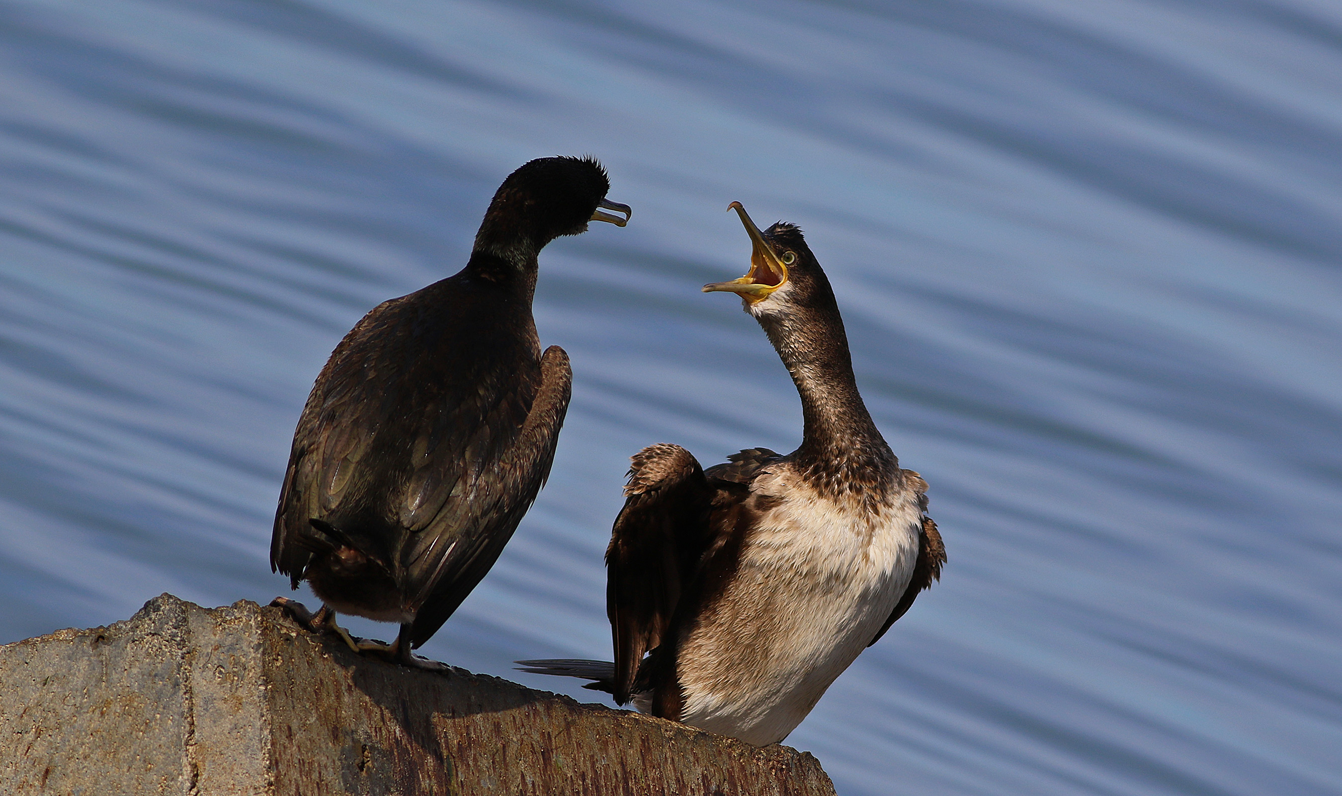 European Shag